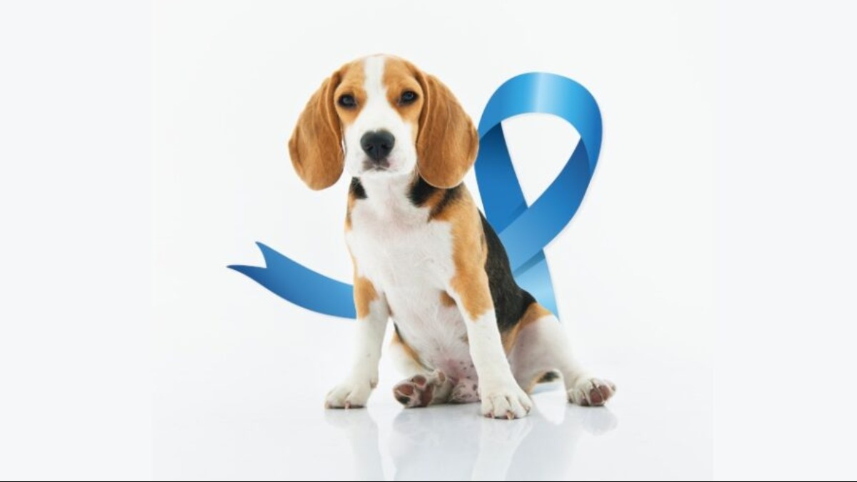 câncer de próstata pets