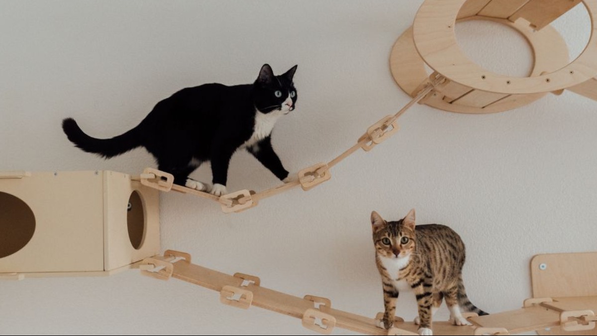 comunicação entre felinos
