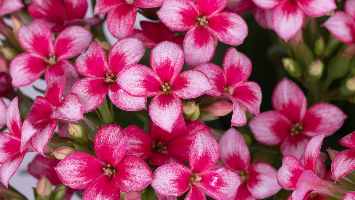 cultivar plantas dentro de casa
