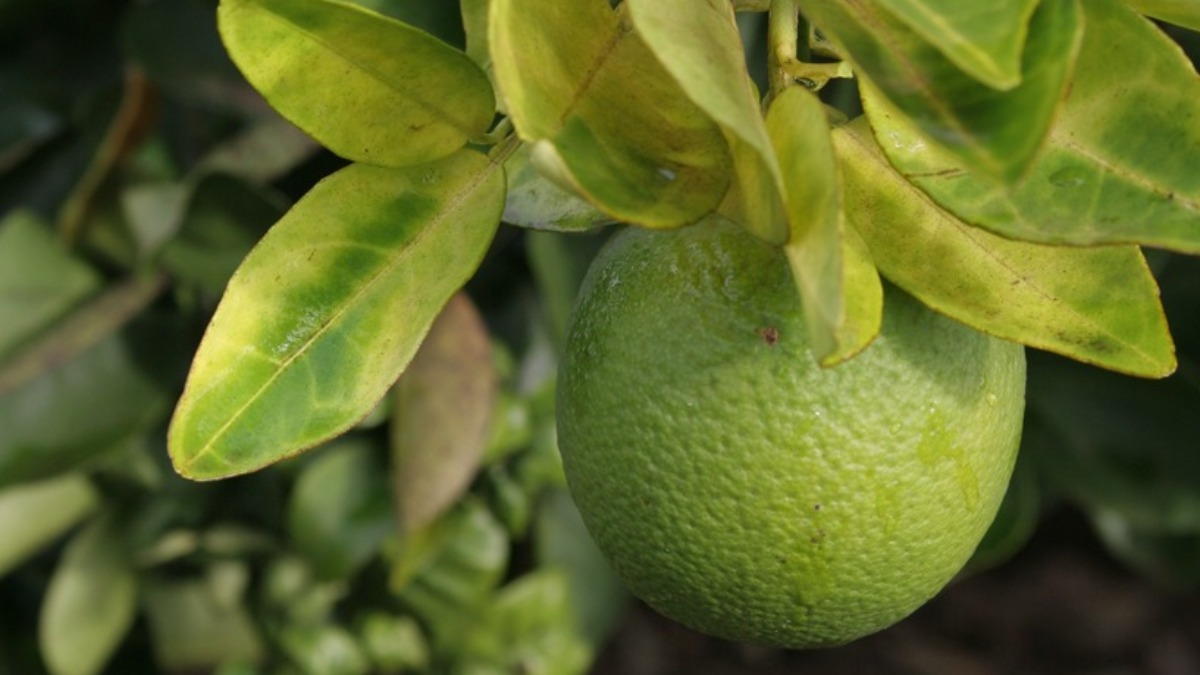 Safra de laranja