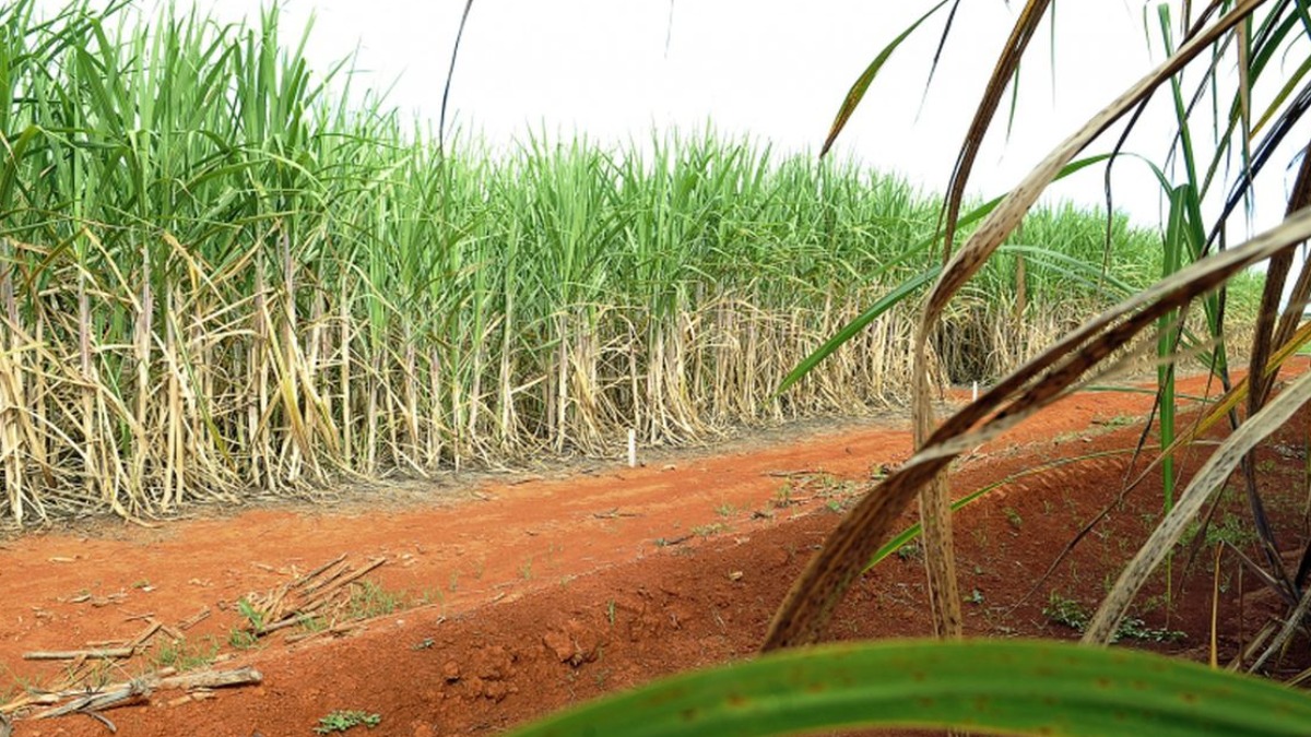 Associação Nacional Departamentos Estaduais Agricultura