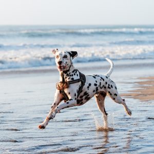 Cachorro correndo na praia