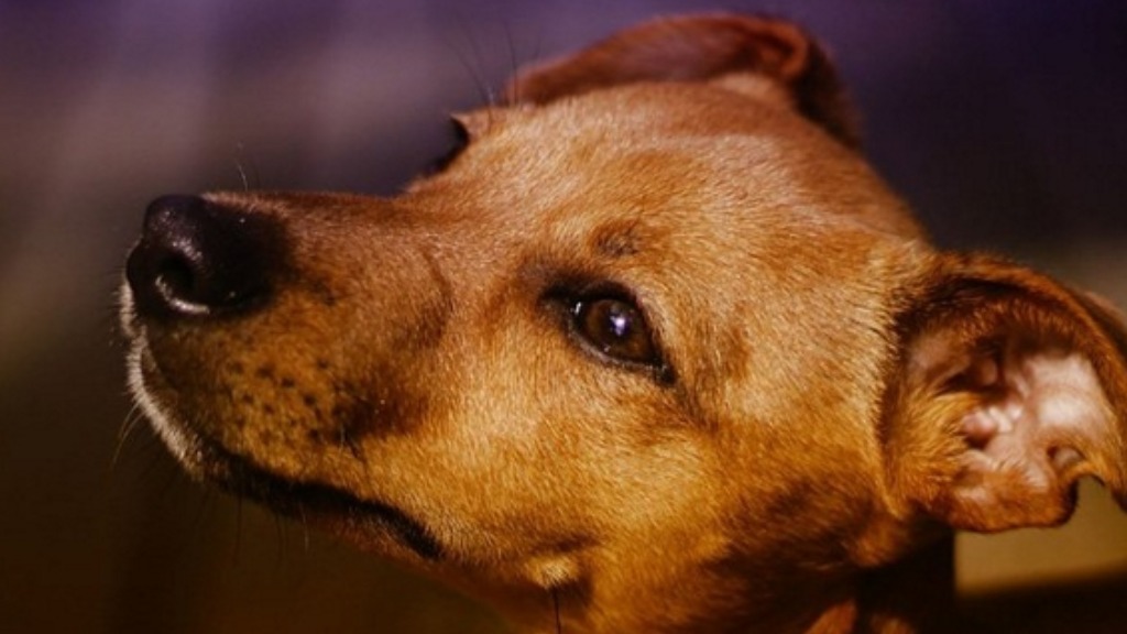 pets prever gravidez