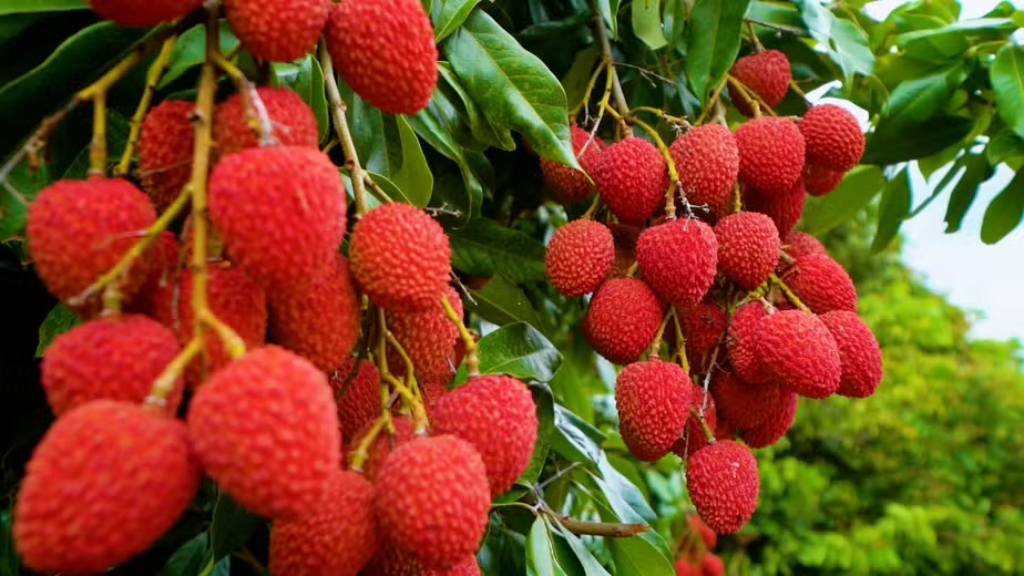lichia