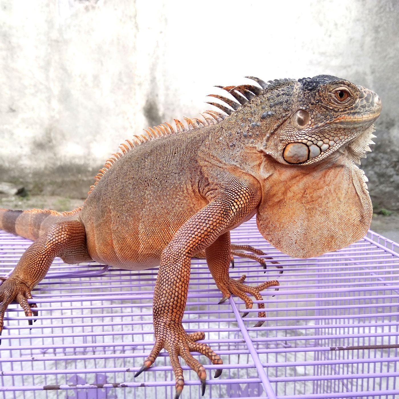 Pet