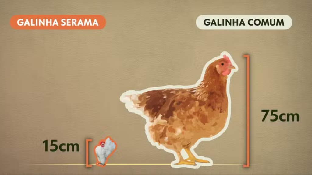 galinha