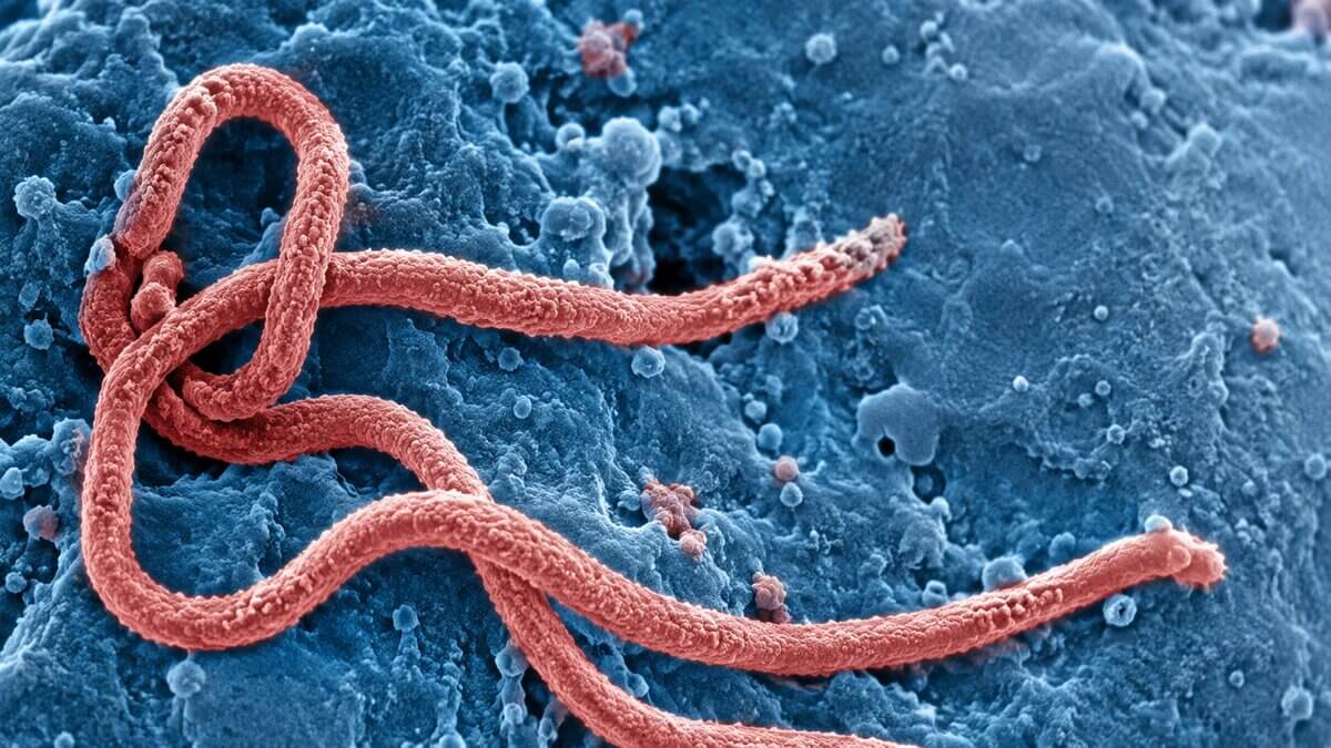 ebola