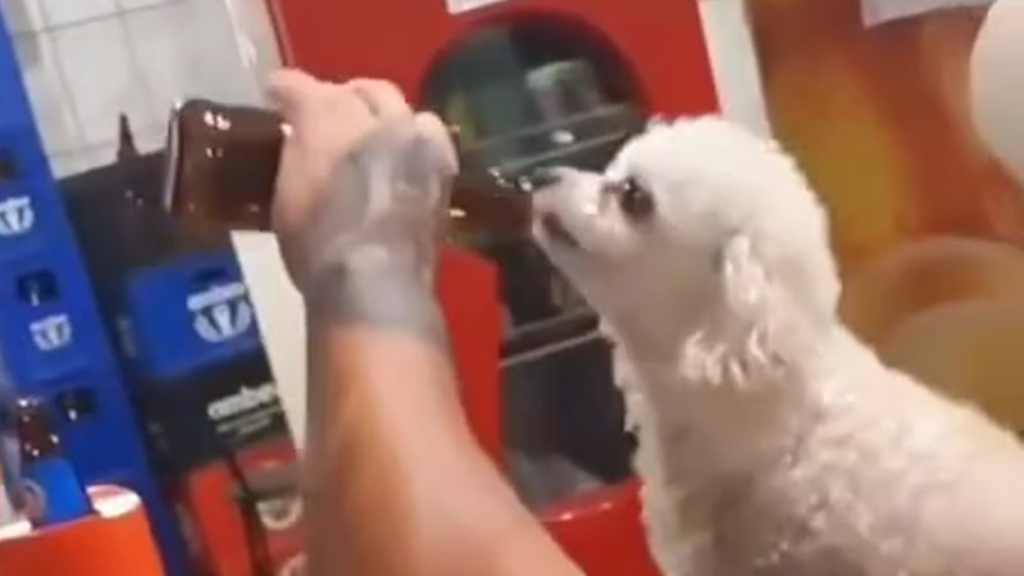 cerveja