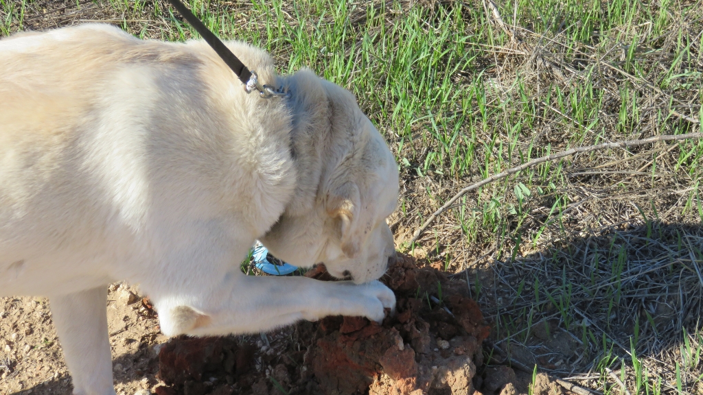cães
