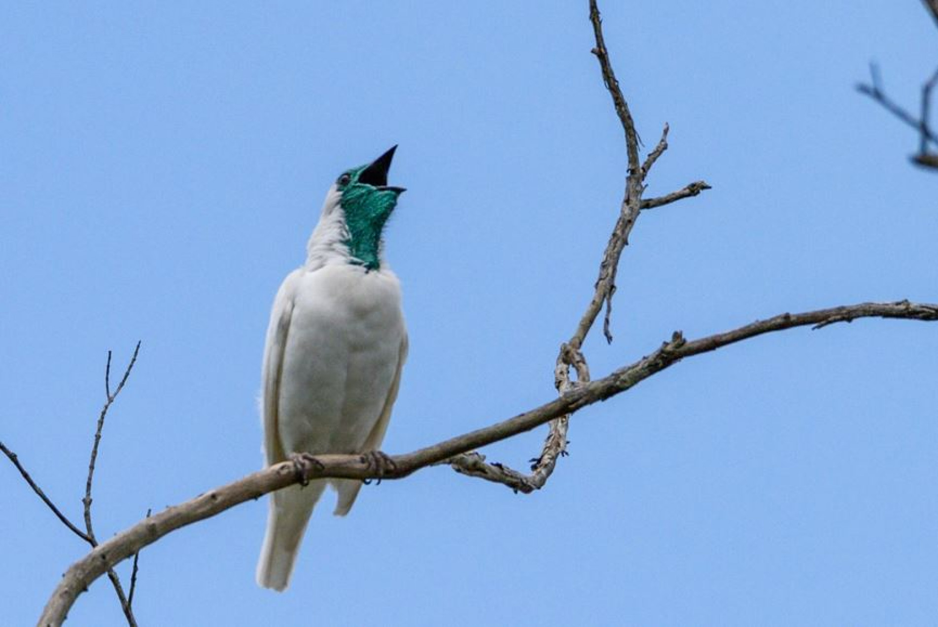 araponga