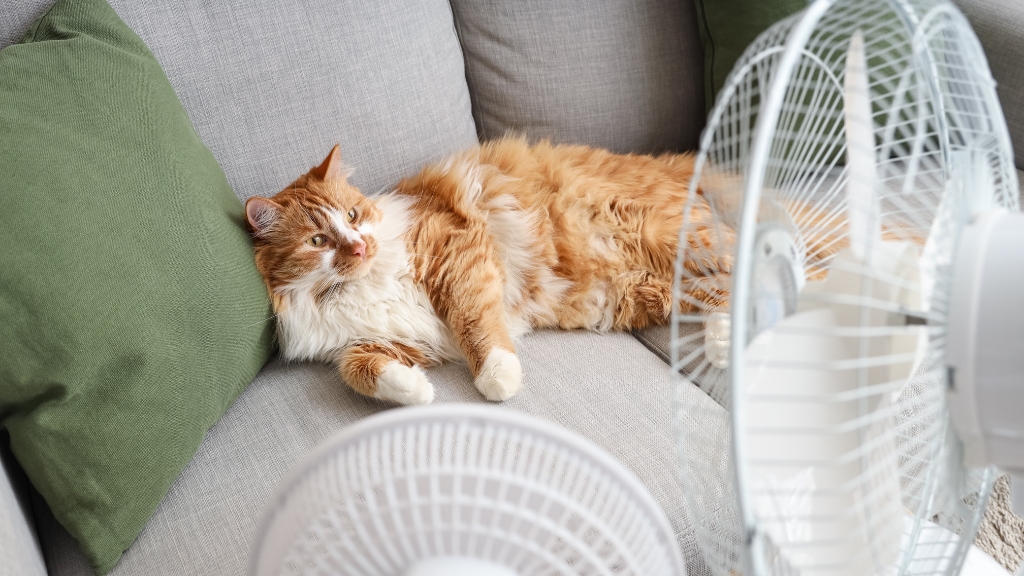 Calor