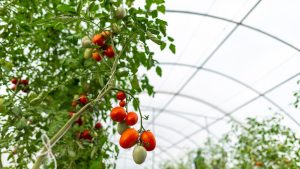 tomate
