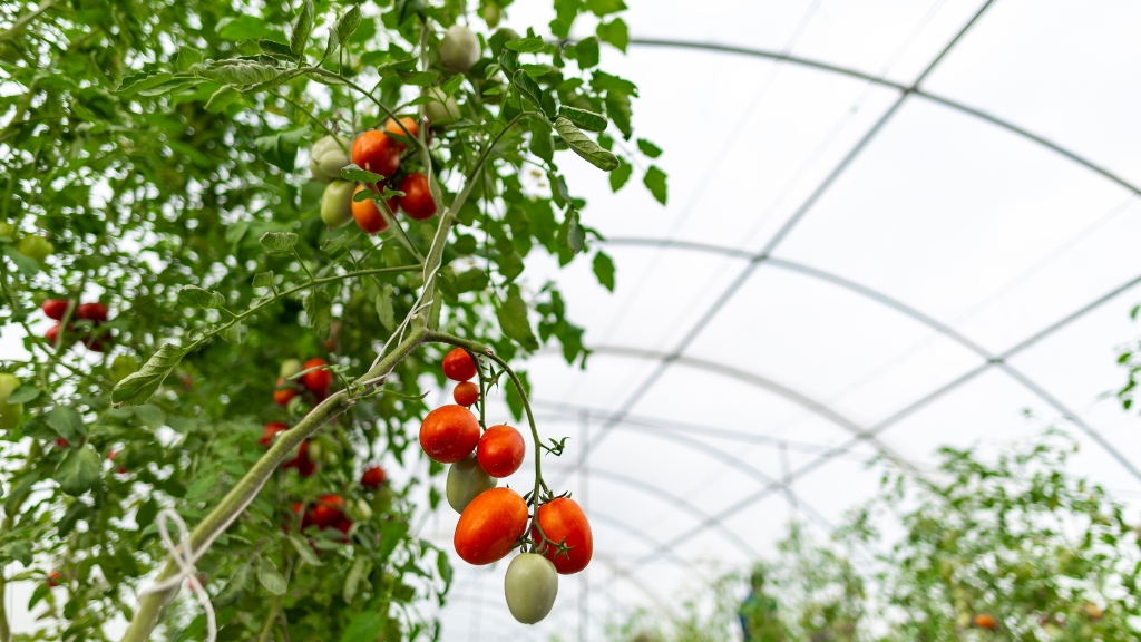 tomate