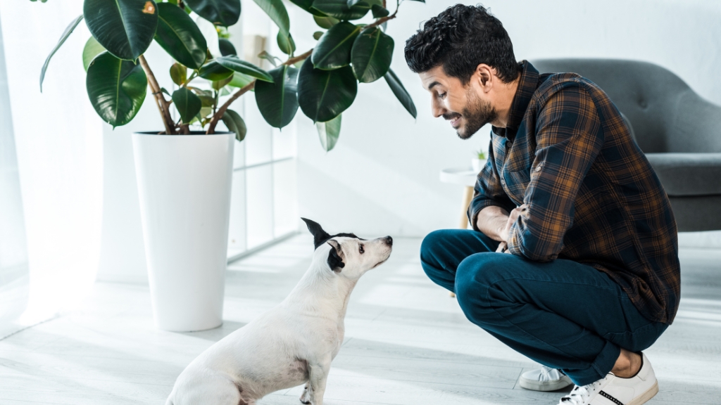 cães