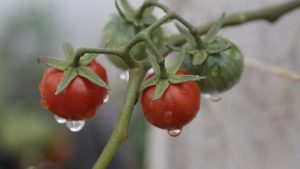 chuva